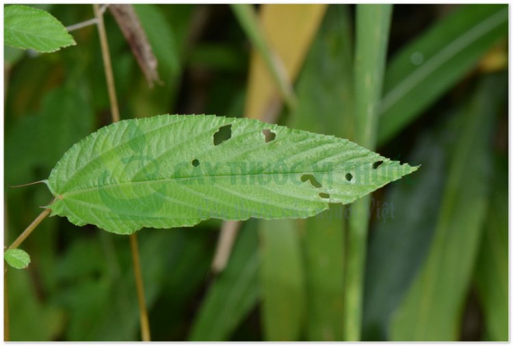 Rau đay, rau đay quả dài, Corète potagère (Corchorus olitorius L)