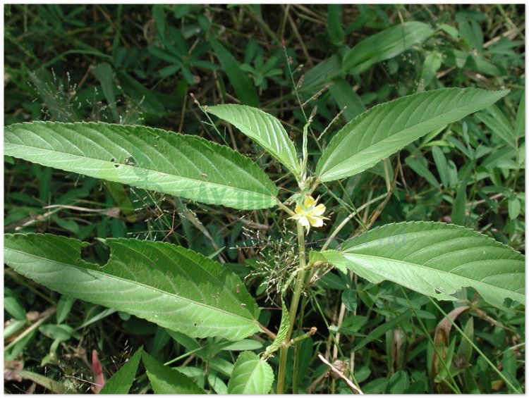 Rau đay, rau đay quả dài, Corète potagère (Corchorus olitorius L)