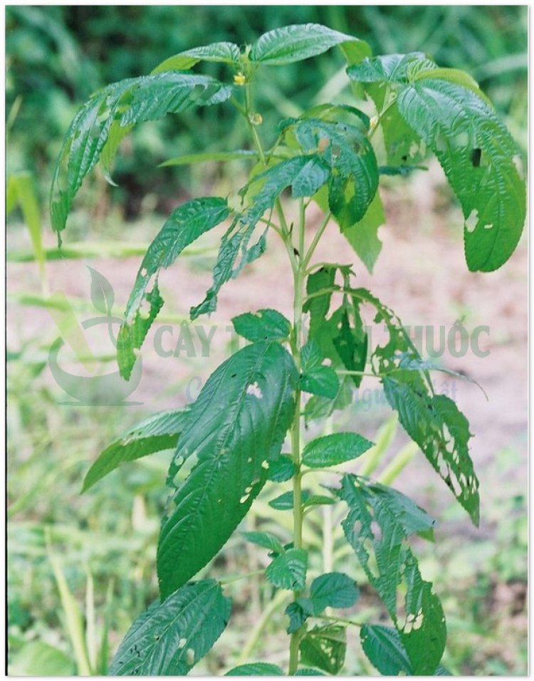 Rau đay, rau đay quả dài, Corète potagère (Corchorus olitorius L)