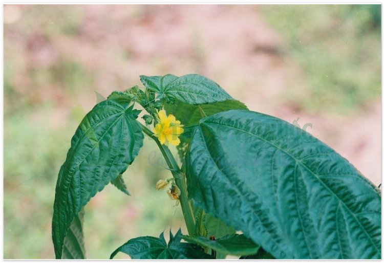 Rau đay, rau đay quả dài, Corète potagère (Corchorus olitorius L)