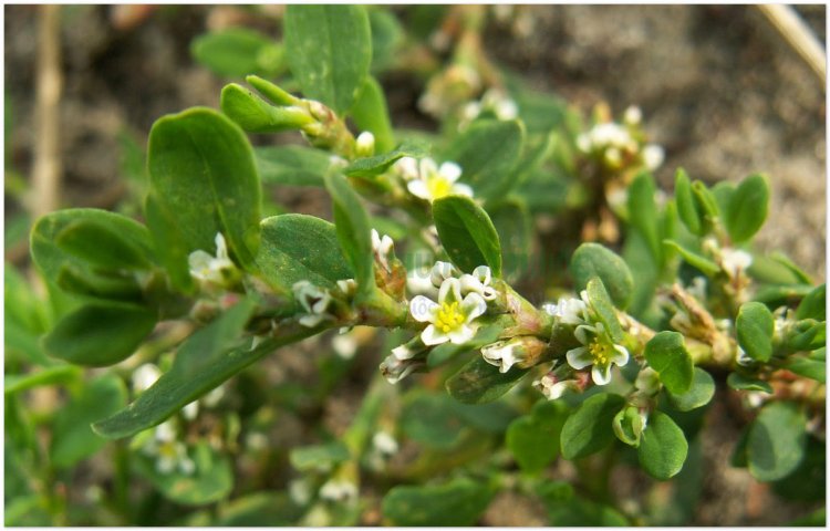 Rau đắng, biển súc, cây càng tôm, cây xương cá (Polygonum aviculare L)