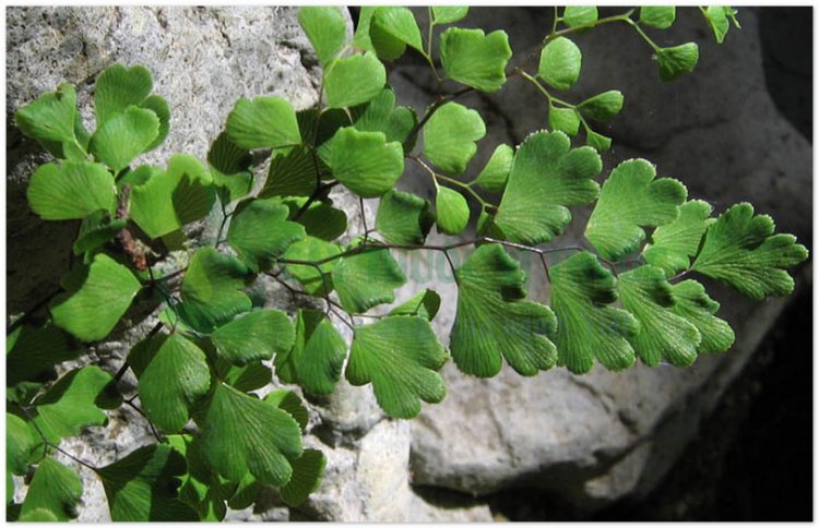 Ráng trắc, đuôi chồn, thiết tuyến thảo, thạch trường sinh, capilaire de Montpellier, cheveux de Venus (Adiantum capillus-veneris L. (A. capillus-Sw., A. emarginatum Bory))