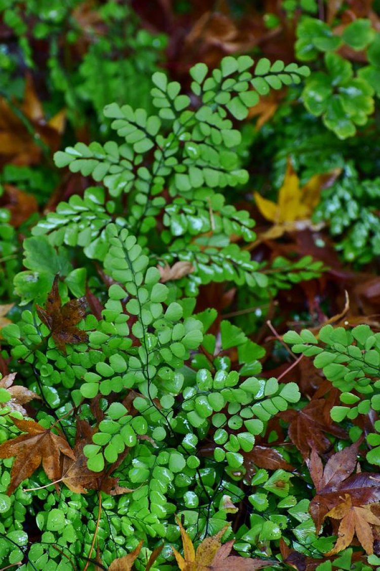 Ráng trắc, đuôi chồn, thiết tuyến thảo, thạch trường sinh, capilaire de Montpellier, cheveux de Venus (Adiantum capillus-veneris L. (A. capillus-Sw., A. emarginatum Bory))