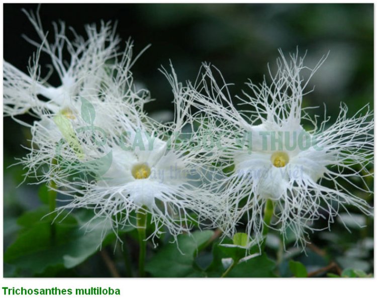 Qua lâu nhân, cây qua lâu, Thiên hoa phấn (Semen Trichosanthis, Trichosanthes như Trichosanthes kirilowii Maxim, Trichosanthes multiloba Miq)