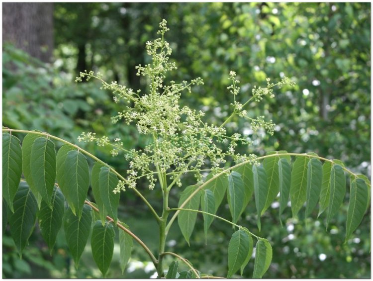 Phượng nhỡn thảo, Faux vernis du Japon, Ailante (Ailantus glandulosa Desf)