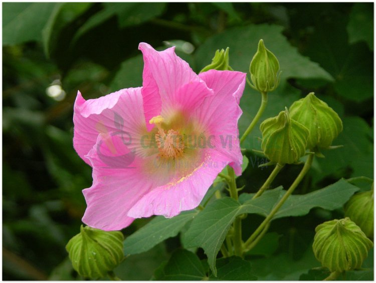 Phù dung, mộc liên, địa phù dung (Hibiscus mutabilis L. (Hibiscus sinensis Mill))