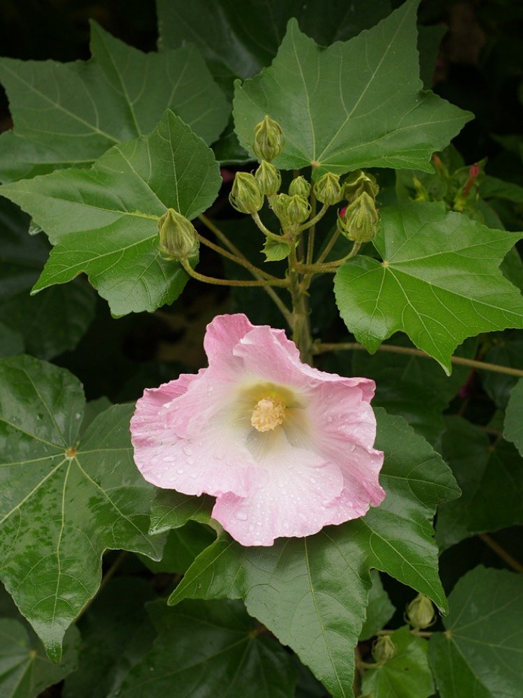 Phù dung, mộc liên, địa phù dung (Hibiscus mutabilis L. (Hibiscus sinensis Mill))