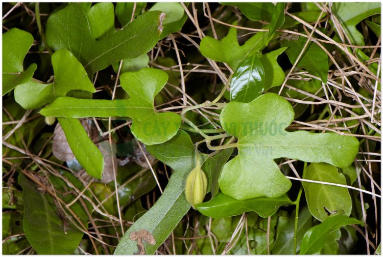 Hán trung phòng kỷ - Aristolochia heterophylla