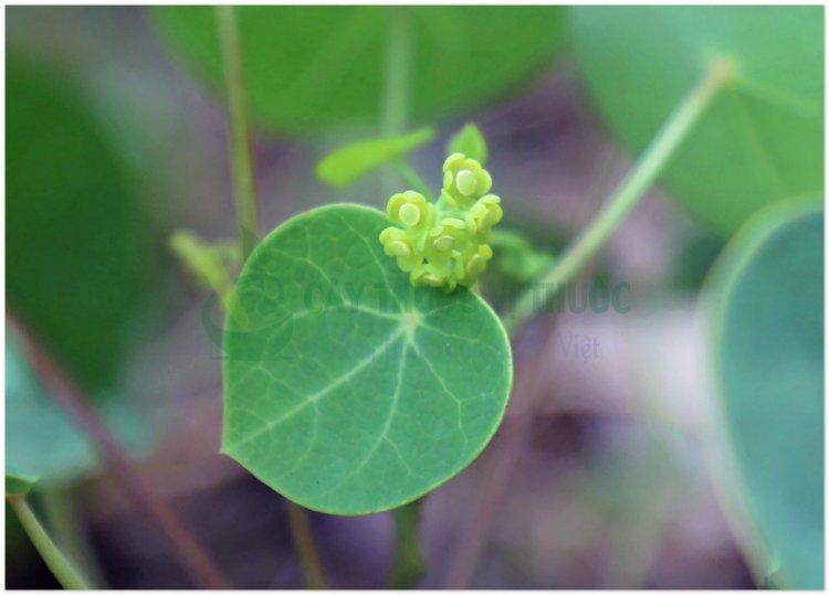 Phấn phòng kỷ, phòng kỷ, Quảng phòng kỷ, Hán trung phòng kỷ, Mộc phòng kỷ (Stephania tetrandra S. Moore, Aristolochia westlandii Hemsl, Aristolochia heterophylla Hemsl)