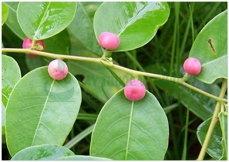 Phèn đen, nỗ, diệp hạ châu mạng (Phyllanthus reticulatus Poir)