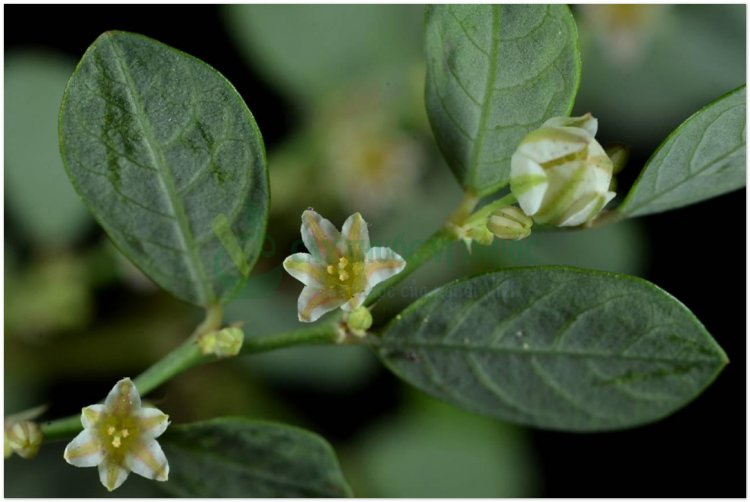 Phèn đen, nỗ, diệp hạ châu mạng (Phyllanthus reticulatus Poir)