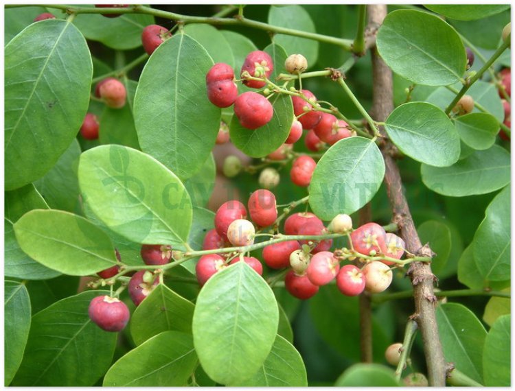 Phèn đen, nỗ, diệp hạ châu mạng (Phyllanthus reticulatus Poir)