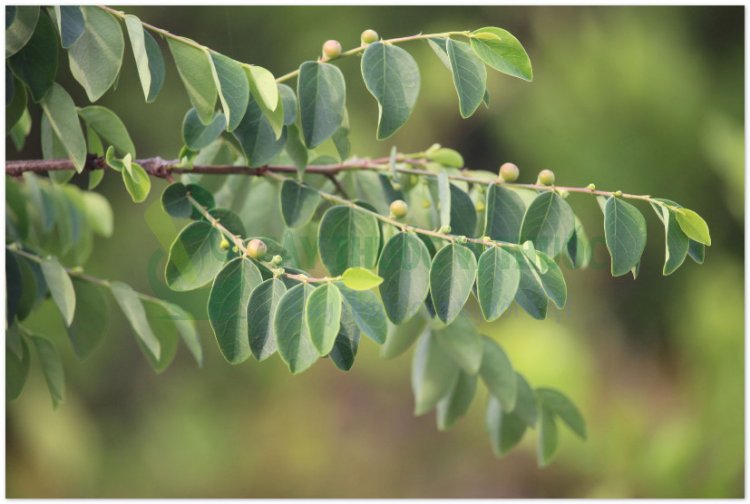 Phèn đen, nỗ, diệp hạ châu mạng (Phyllanthus reticulatus Poir)