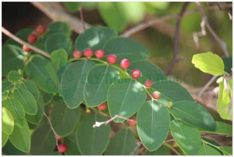 Phèn đen, nỗ, diệp hạ châu mạng (Phyllanthus reticulatus Poir)