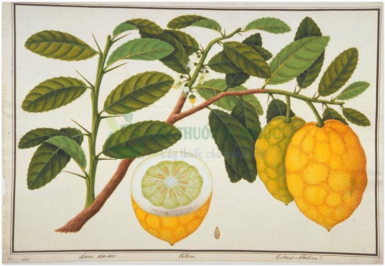 Phật thủ, phật thủ phiến, phật thủ cam (Citrus medica L.var. sarcodactylis Sw. (Citrus medica L. var. digitata Riss.))