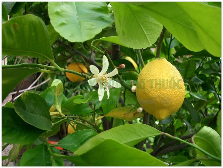 Phật thủ, phật thủ phiến, phật thủ cam (Citrus medica L.var. sarcodactylis Sw. (Citrus medica L. var. digitata Riss.))