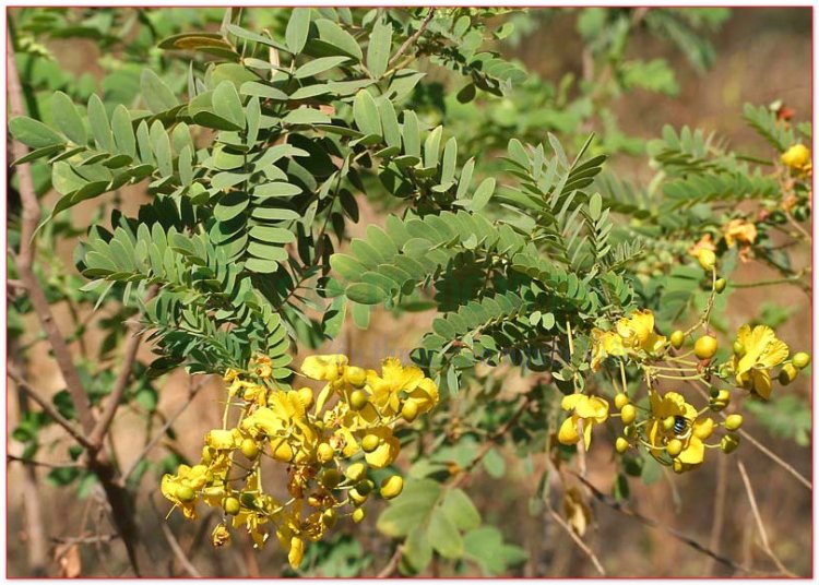 Phan tả diệp, muồng, hiệp diệp phan tả diệp, tiêm diệp, phan tả diệp, séné (Cassia angustifolia Vahl., Cassia acutifolia Delile)