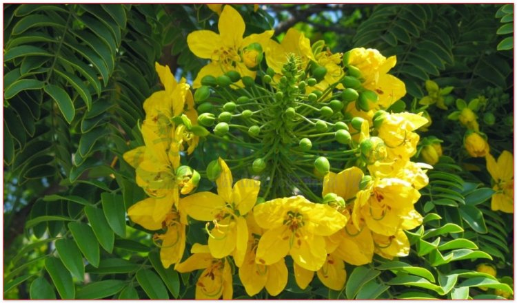 Phan tả diệp, muồng, hiệp diệp phan tả diệp, tiêm diệp, phan tả diệp, séné (Cassia angustifolia Vahl., Cassia acutifolia Delile)