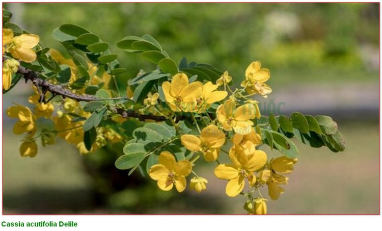 Phan tả diệp, muồng, hiệp diệp phan tả diệp, tiêm diệp, phan tả diệp, séné (Cassia angustifolia Vahl., Cassia acutifolia Delile)