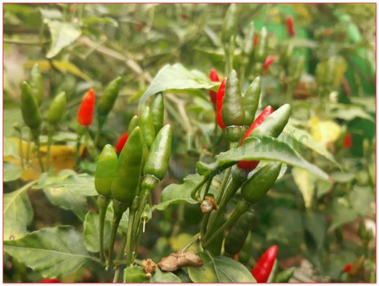 Cây Ớt, ớt tàu, ớt chỉ thiên, ớt chỉ địa, lạt tiêu (Capsicum annuum L)