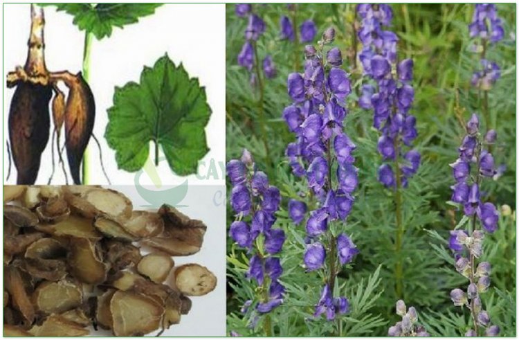 Ô đầu Việt Nam, củ gấu tàu, củ ấu tàu, cố y (Aconitum fortunei Hemsl., (Aconitum sinense Sieb., Aconitum kusnezoffii Reichb var bodinieri Fin. et Gagnep))