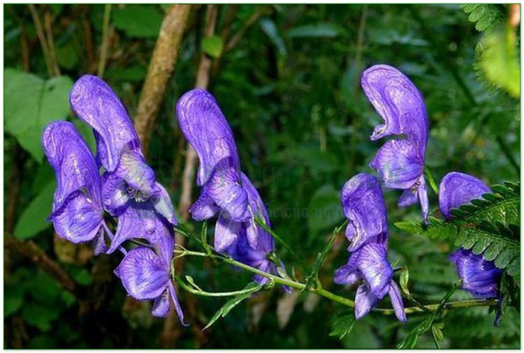 Ô đầu Việt Nam, củ gấu tàu, củ ấu tàu, cố y (Aconitum fortunei Hemsl., (Aconitum sinense Sieb., Aconitum kusnezoffii Reichb var bodinieri Fin. et Gagnep))