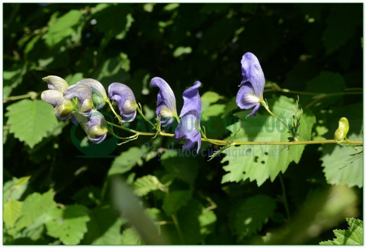 Ô đầu Trung Quốc, xuyên ô, thảo ô (Aconitum sinense Paxt)