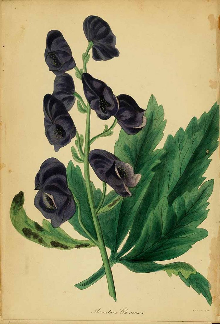 Ô đầu Trung Quốc, xuyên ô, thảo ô (Aconitum sinense Paxt)