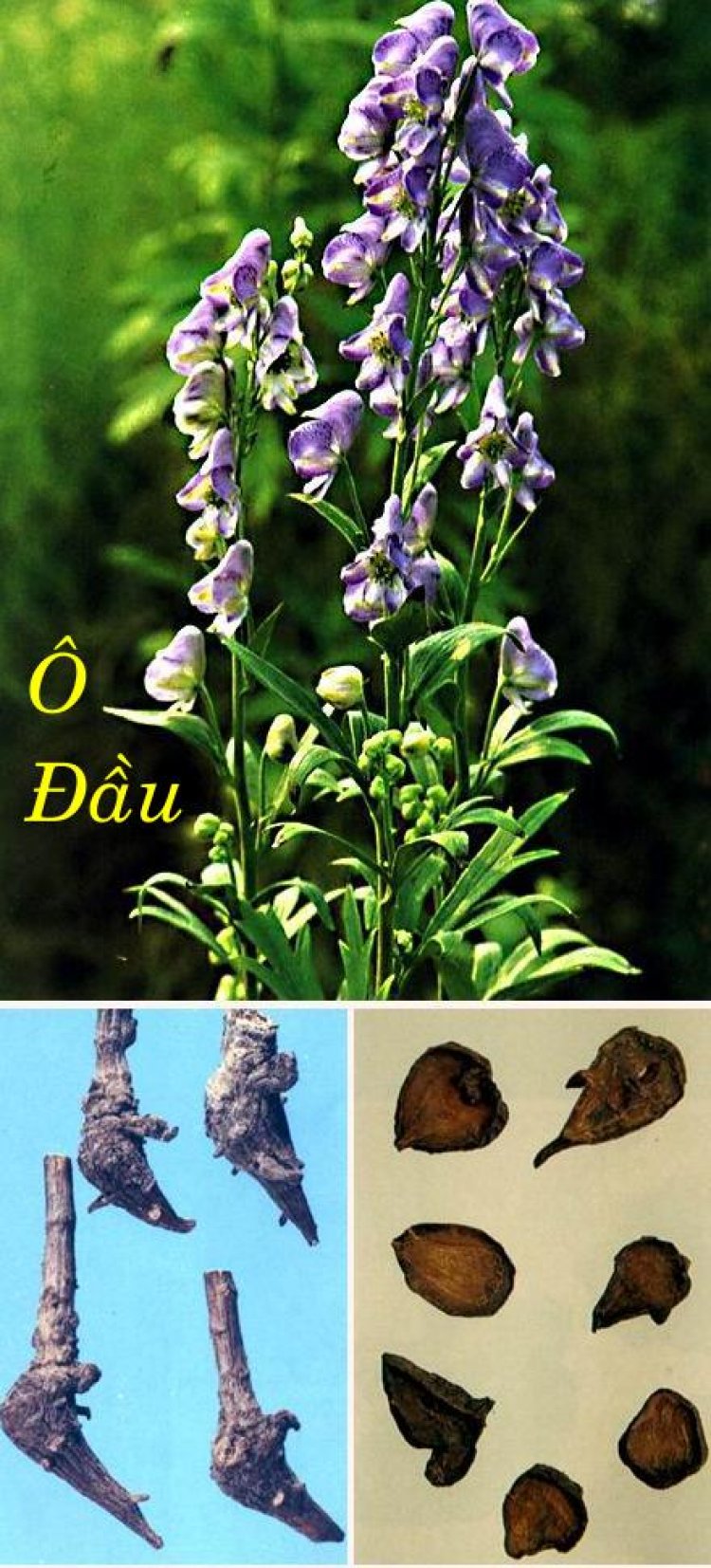 Ô đầu Trung Quốc, xuyên ô, thảo ô (Aconitum sinense Paxt)