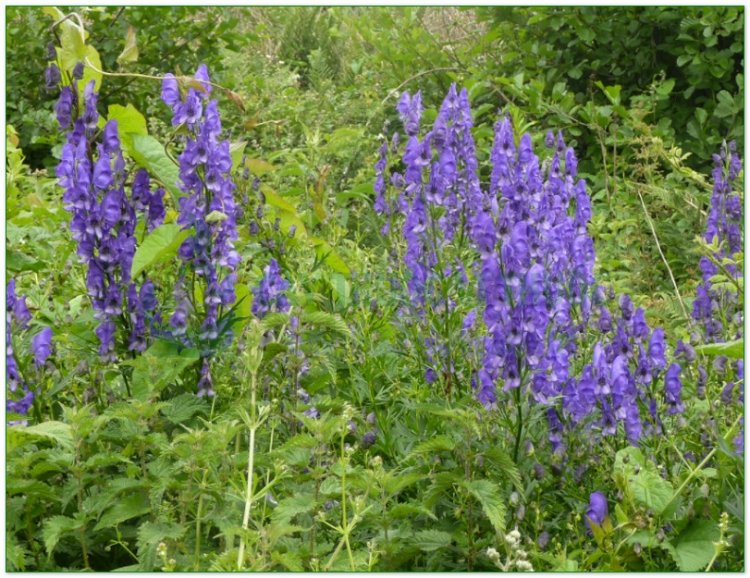 Âu ô đầu, Aconit napel (Aconitum napellus L)