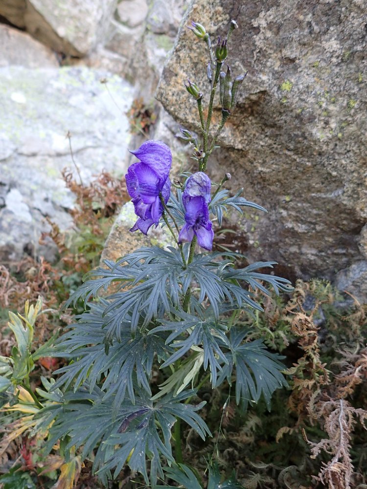 Âu ô đầu, Aconit napel (Aconitum napellus L)