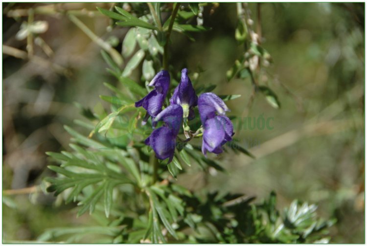 Âu ô đầu, Aconit napel (Aconitum napellus L)