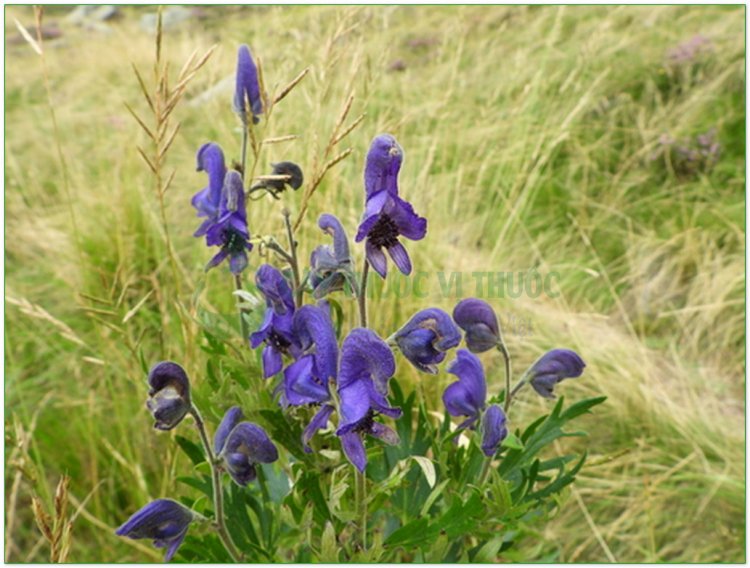 Âu ô đầu, Aconit napel (Aconitum napellus L)