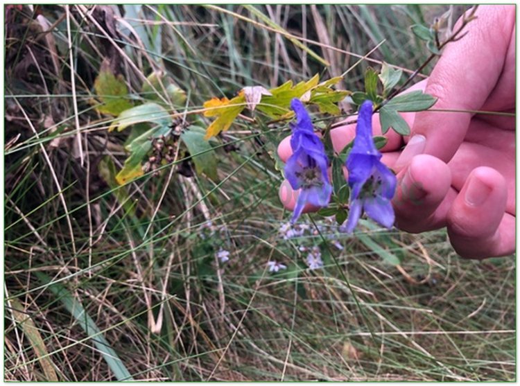 Âu ô đầu, Aconit napel (Aconitum napellus L)