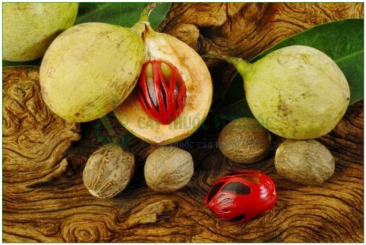 Nhục đậu khấu, nhục quả, ngọc quả, muscade, noix de muscade (Myristica fragrans Houtt)