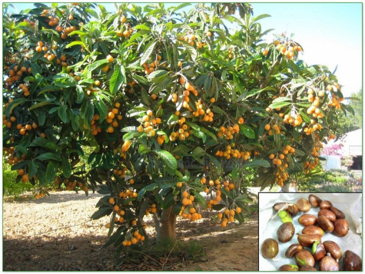 Nhót tây, phì phà, nhót Nhật Bản, tỳ bà diệp (Eriobotrya japonica Lindl)