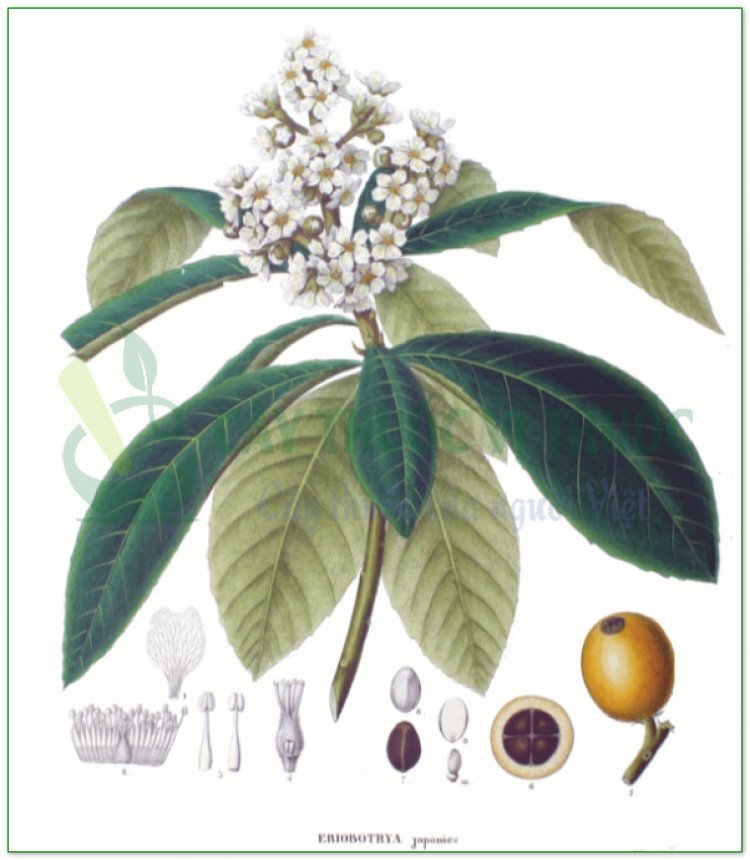 Nhót tây, phì phà, nhót Nhật Bản, tỳ bà diệp (Eriobotrya japonica Lindl)