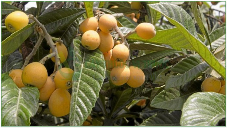 Nhót tây, phì phà, nhót Nhật Bản, tỳ bà diệp (Eriobotrya japonica Lindl)