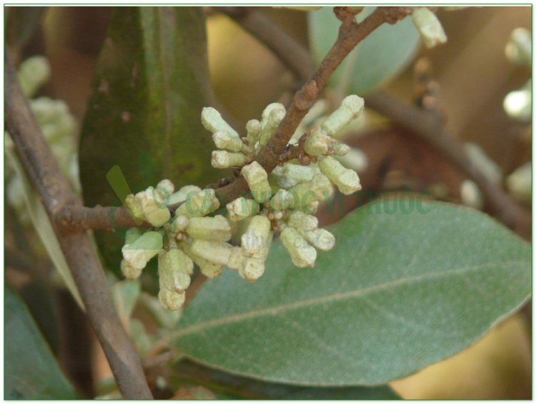 Nhót, cây lót, hồ đồi tử (Elaeagnus latifolia L)