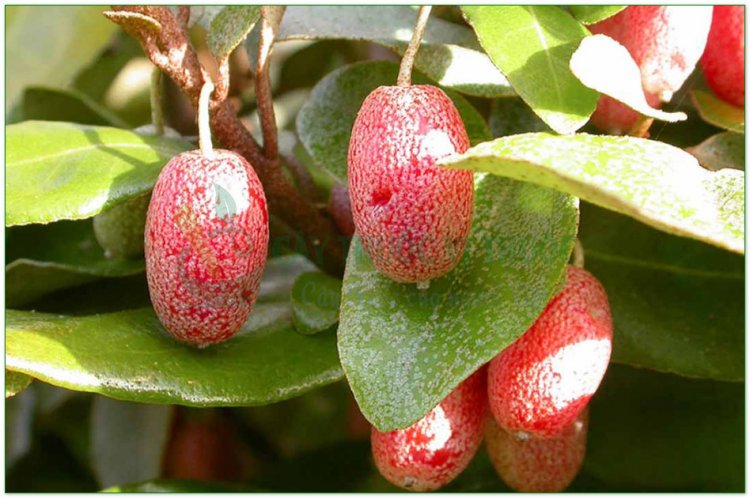 Nhót, cây lót, hồ đồi tử (Elaeagnus latifolia L)