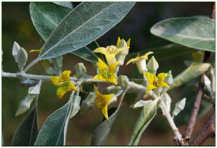 Nhót, cây lót, hồ đồi tử (Elaeagnus latifolia L)