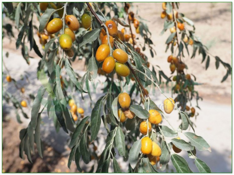 Nhót, cây lót, hồ đồi tử (Elaeagnus latifolia L)