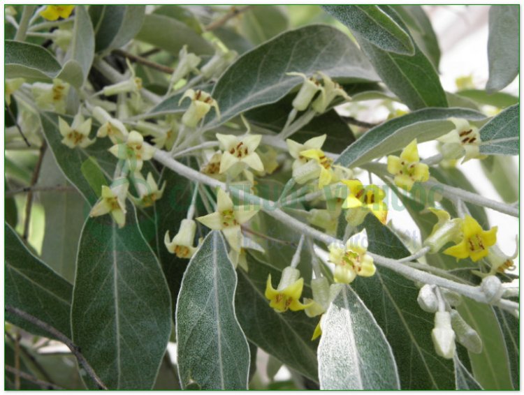 Nhót, cây lót, hồ đồi tử (Elaeagnus latifolia L)