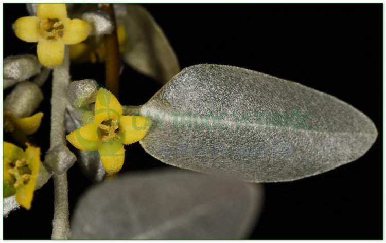 Nhót, cây lót, hồ đồi tử (Elaeagnus latifolia L)