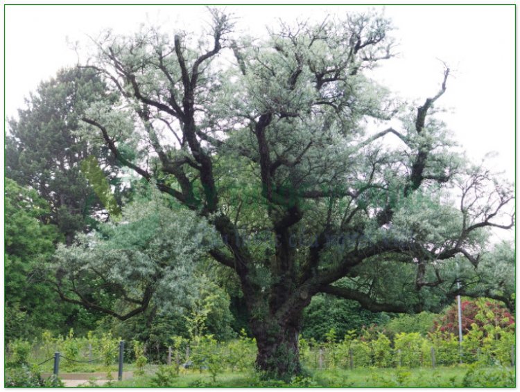 Nhót, cây lót, hồ đồi tử (Elaeagnus latifolia L)