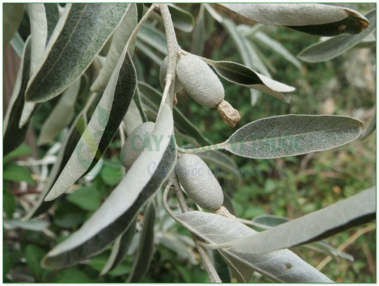 Nhót, cây lót, hồ đồi tử (Elaeagnus latifolia L)