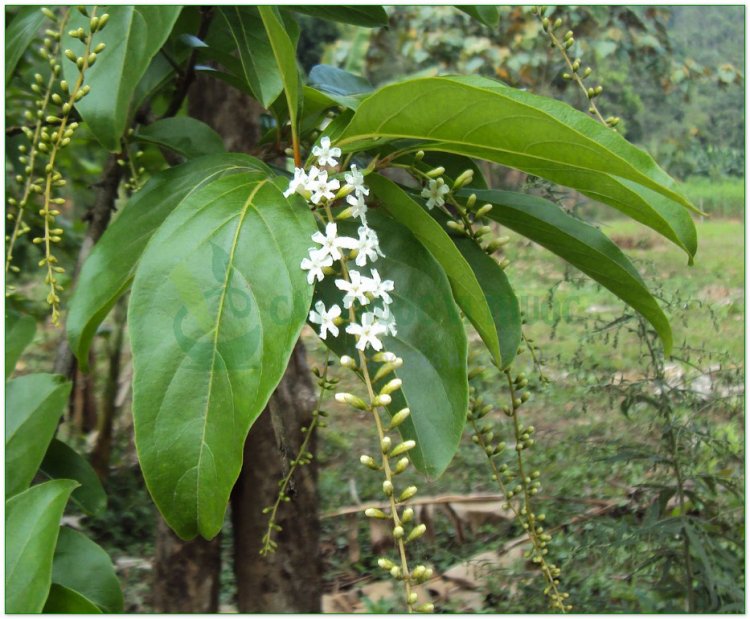 Nhội, thu phong, ô dương, trọng dương mộc (Bischofia trifoliata (Roxb.) Hook.f. (Bischofia javanica Blume, Andrachne triofiata Roxb.))