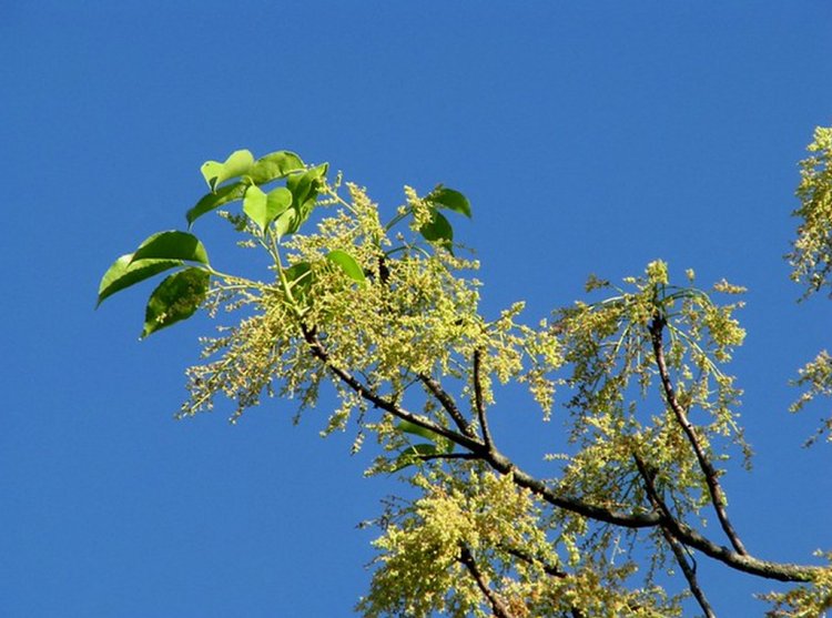 Nhội, thu phong, ô dương, trọng dương mộc (Bischofia trifoliata (Roxb.) Hook.f. (Bischofia javanica Blume, Andrachne triofiata Roxb.))