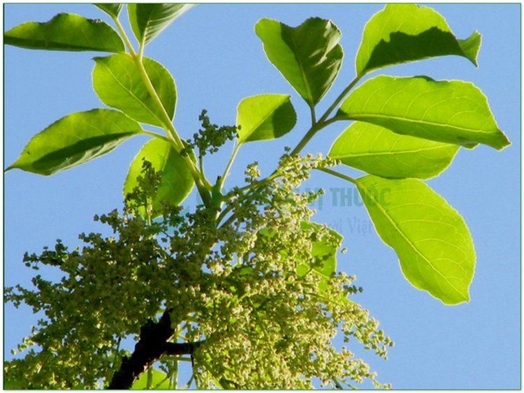 Nhội, thu phong, ô dương, trọng dương mộc (Bischofia trifoliata (Roxb.) Hook.f. (Bischofia javanica Blume, Andrachne triofiata Roxb.))