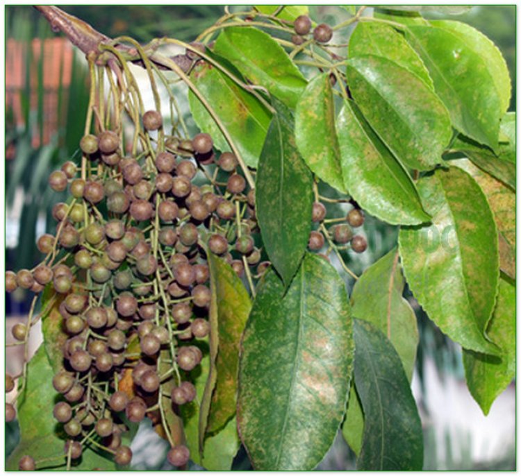 Nhội, thu phong, ô dương, trọng dương mộc (Bischofia trifoliata (Roxb.) Hook.f. (Bischofia javanica Blume, Andrachne triofiata Roxb.))